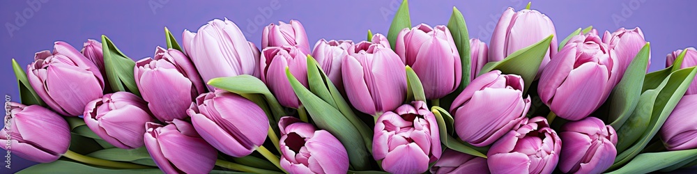 Fototapeta premium tulips on purple background, copy space