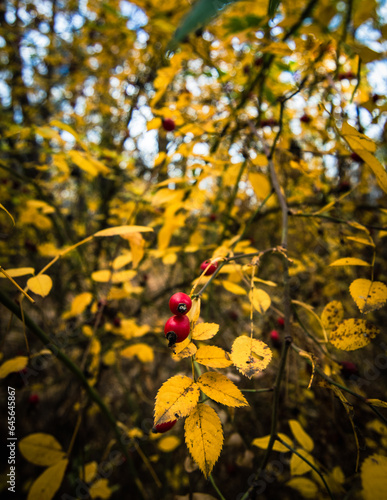 Wallpaper Mural Ukraine, Kharkov region, Autumn, yellow foliage, Autumn in the forest Torontodigital.ca