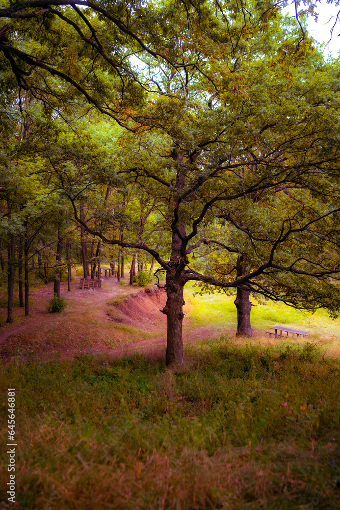 Ukraine, Kharkov region, Autumn, autumn forest