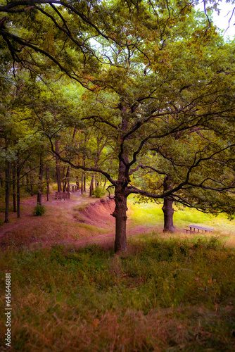 Ukraine  Kharkov region  Autumn  autumn forest