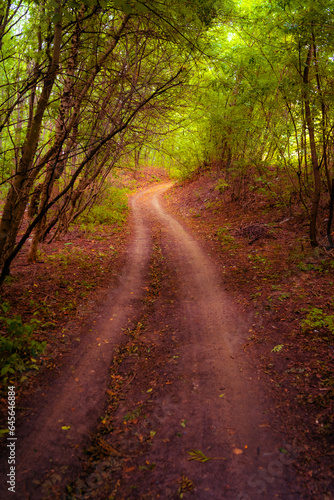 Ukraine, Kharkov region, Autumn, autumn forest