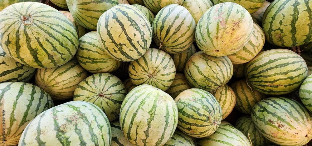 Freshly picked watermelons from the farm
