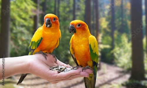 Yellow macaw parrots