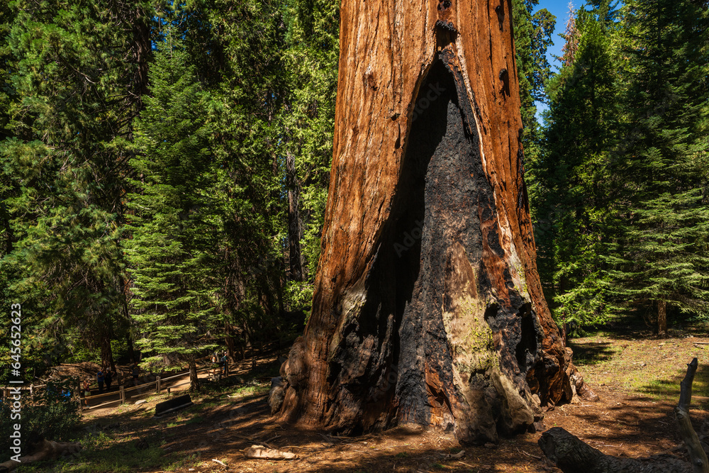 The General Grant tree is the largest giant sequoia (Sequoiadendron giganteum) in the General Grant Grove section of Kings Canyon National Park in California.