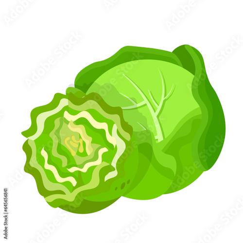 Cabbage, green round head of whole leafy vegetable and cut in half for eating, cooking
