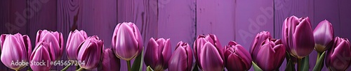purple tulips flowers