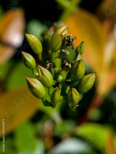 Bunch of green buds with wasp on blurred multicolored background