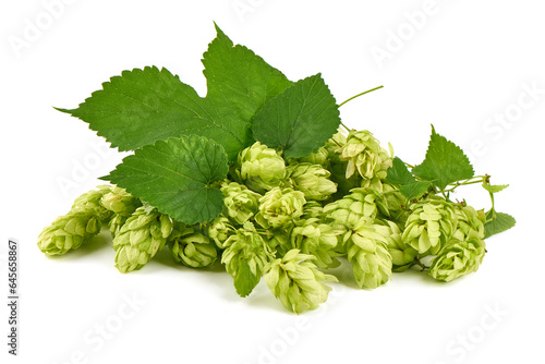 Fresh green hops cones, isolated on white background.