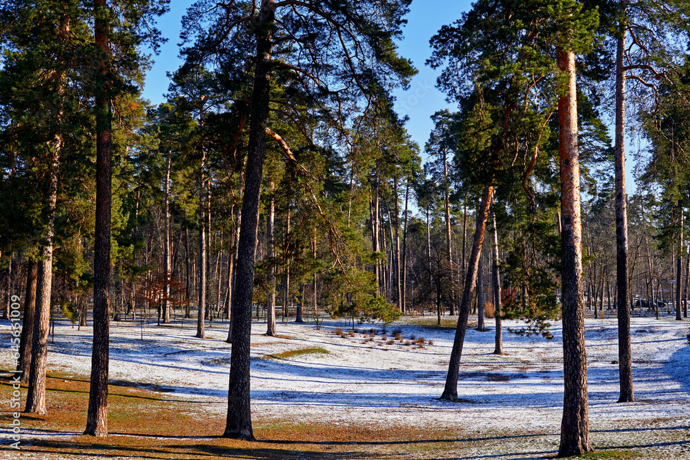 Winter quiet alley lawn for healthy walks in a forest park among pines Winter quiet alley lawn for healthy walks in a forest park among pines