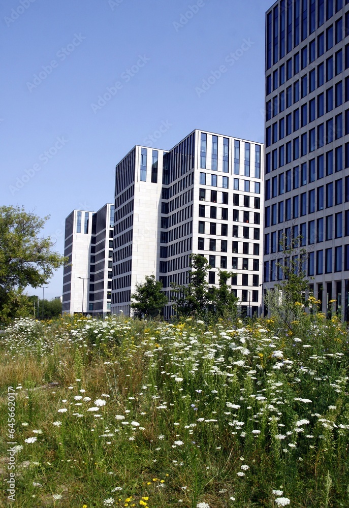 landscape of very high building and blooming meadow 