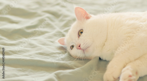White cat lies on the bed, close-up. Domestic cat, cute pet concept. The cat is watching something, an attentive look © Mariia
