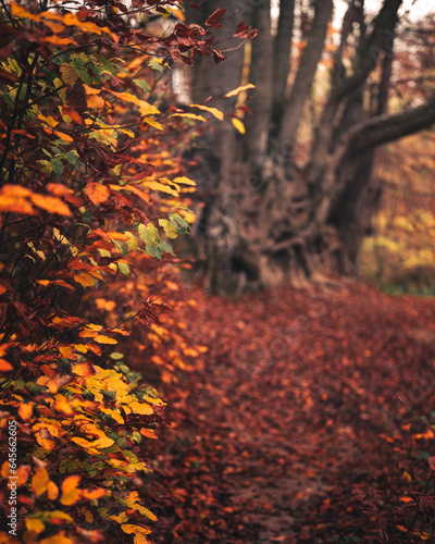 Pathway in the forest at au...