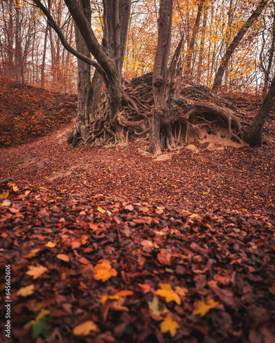 Pathway in the forest at au...