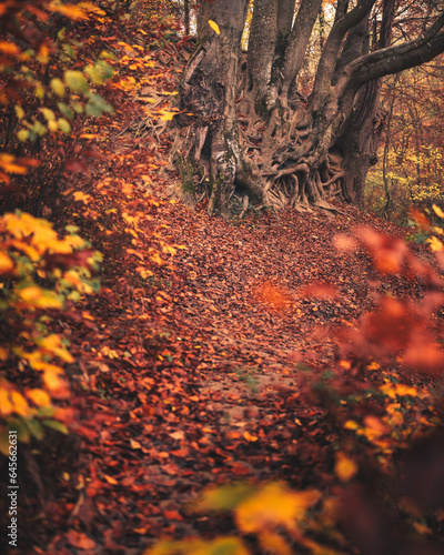 Pathway in the forest at au...