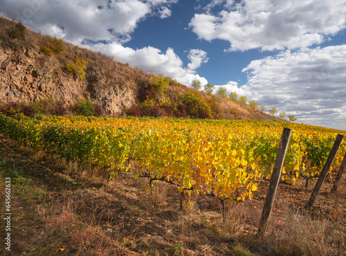 Wonderful vineyards at Toka...