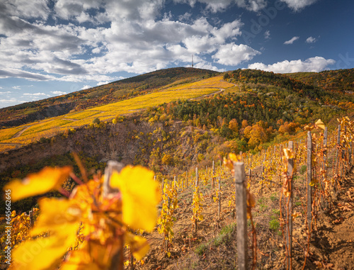 Wonderful vineyards at Toka...