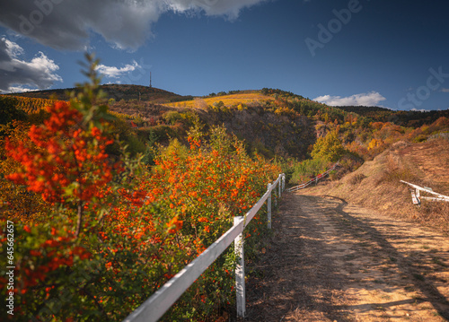 Wonderful vineyards at Tokaj in autumn photo