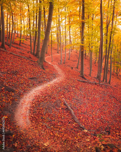 Pathway in the forest at au...