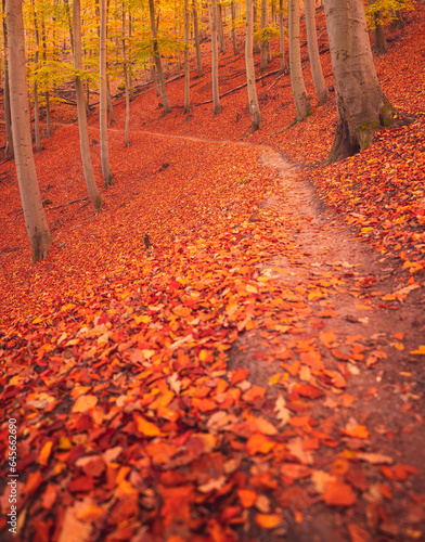 Pathway in the forest at au...