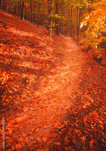 Pathway in the forest at au...