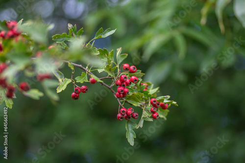 Crataegus monogyna common one-seed hawthorn hawberry with red ripened fruits on tree branches