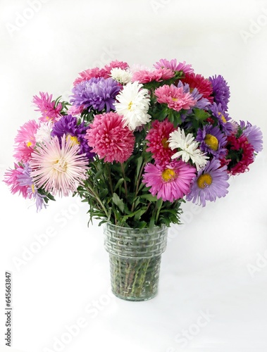 Wallpaper Mural colorful flowers asters from the garden close up Torontodigital.ca