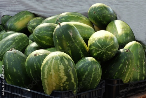 big fruits od water-melon with red,tasty flesh