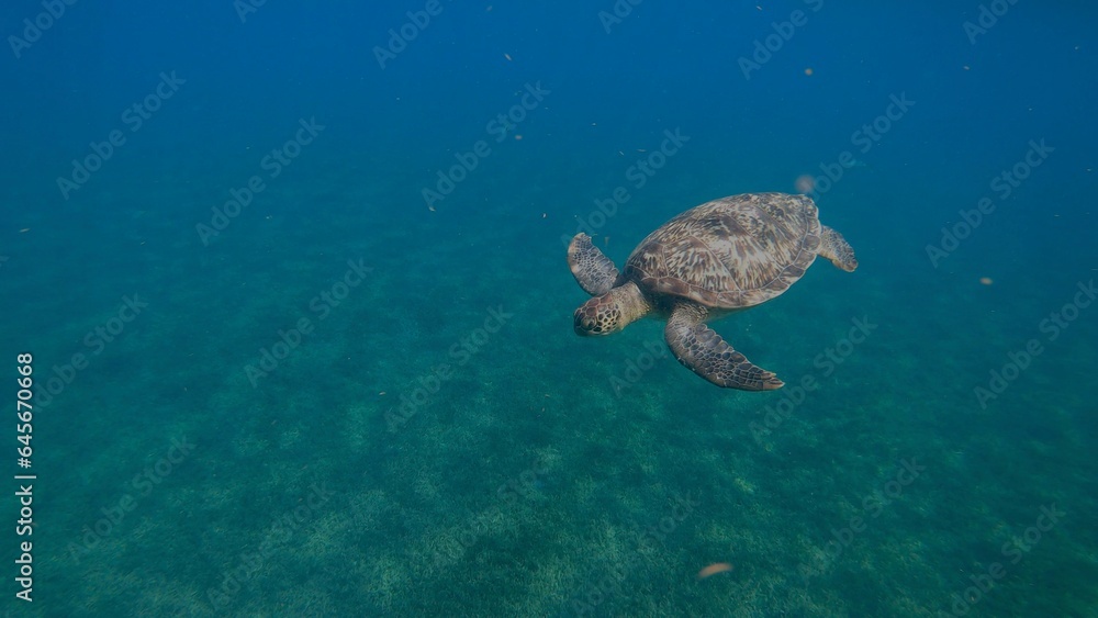 Tortue en plongé Guadeloupe Tortue en plongé Guadeloupe
