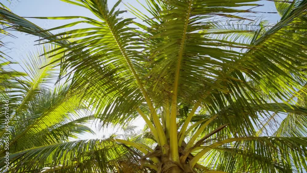 Wide low angle view coconut palm tree. Driving street lined palm trees looking up POV camera Gimbal shot. Wide low angle view coconut palm tree. Driving street lined palm trees looking up POV camera Gimbal shot.