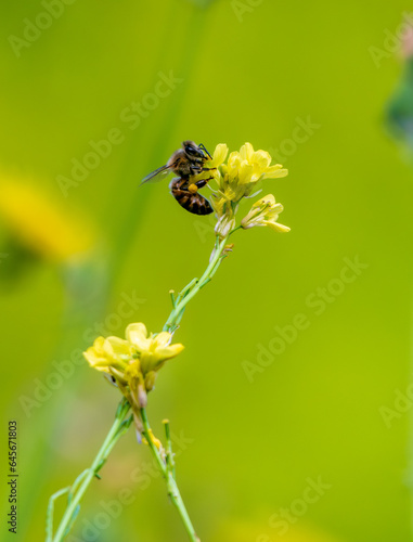 Bee flying over spring background.
