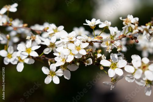 fleures blanches