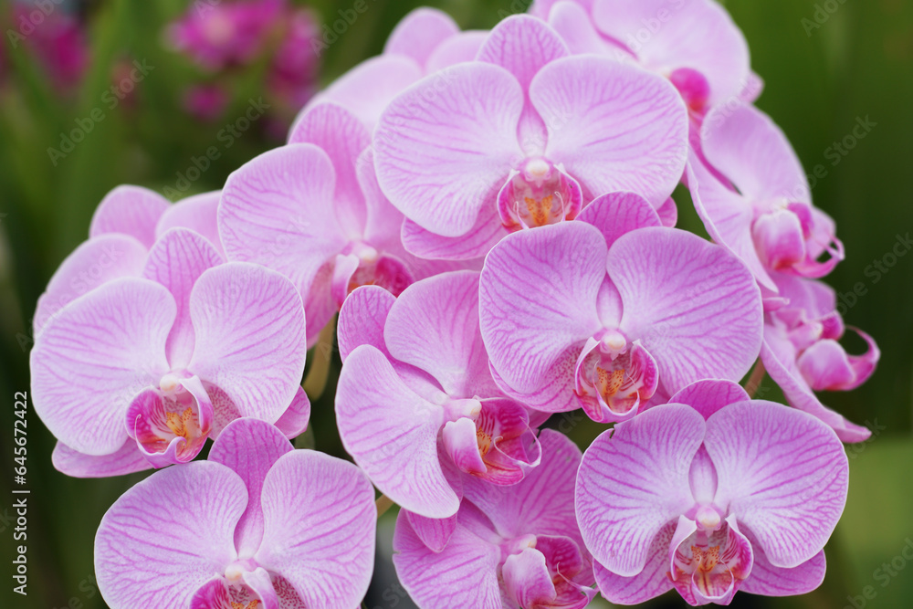 Natural background with the beautiful orchids vibrant cattleya at Nursery orchids in Thailand. Orchids and garden on nature background ideas concept. Selective focus, free copy space. Natural background with the beautiful orchids vibrant cattleya at Nursery orchids in Thailand. Orchids and garden on nature background ideas concept. Selective focus, free copy space.