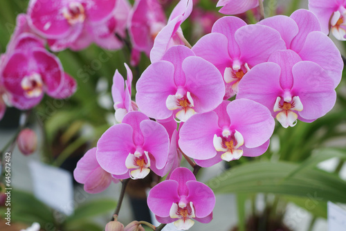 Natural background with the beautiful orchids vibrant cattleya at Nursery orchids in Thailand. Orchids and garden on nature background ideas concept.  Selective focus, free copy space.