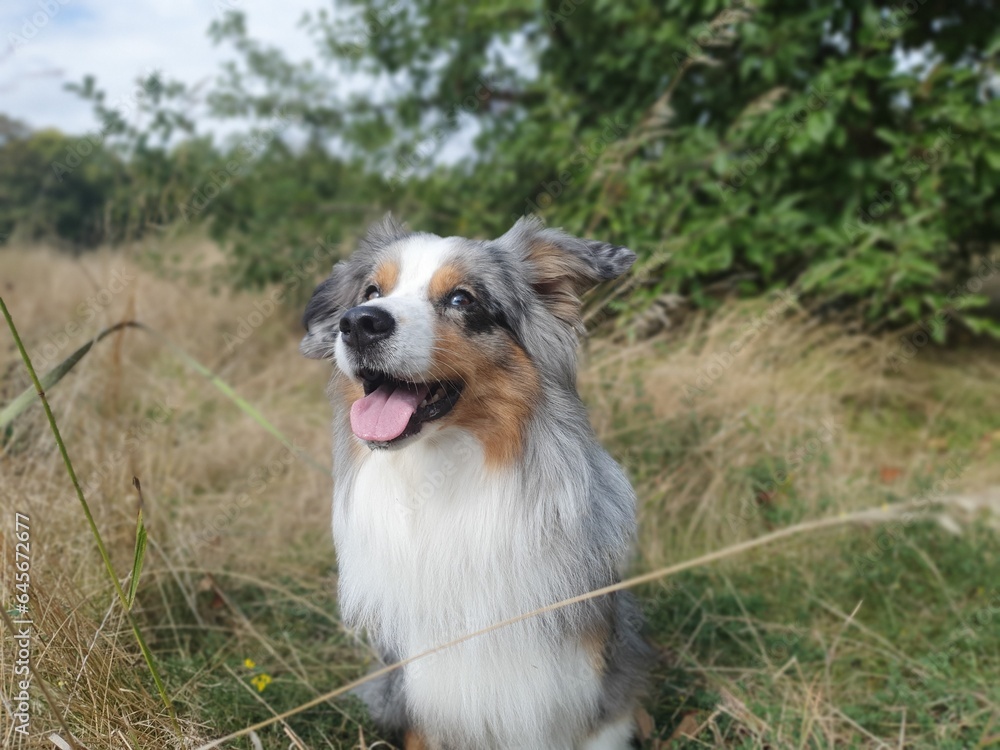 Mini Aussie blue merle