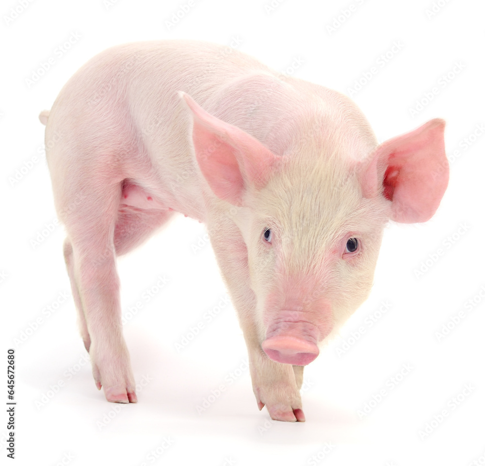 Pig on white Pig on white