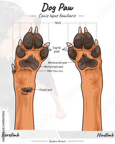 Dog paw anatomy.ai, Anatomy of a dog paw.