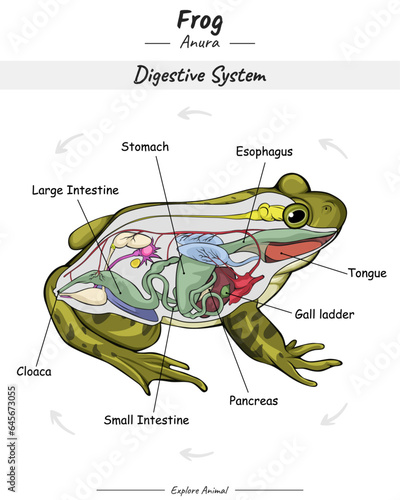 Frog Digestive system