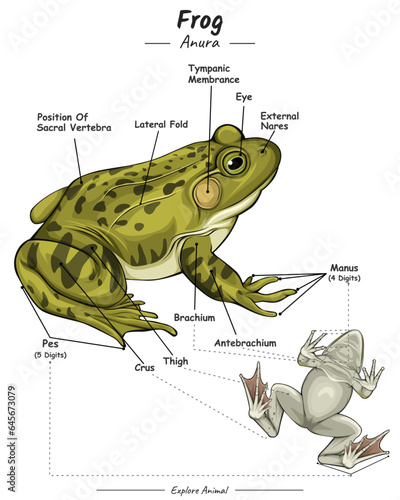 Parts of frog or external anatomy of frog