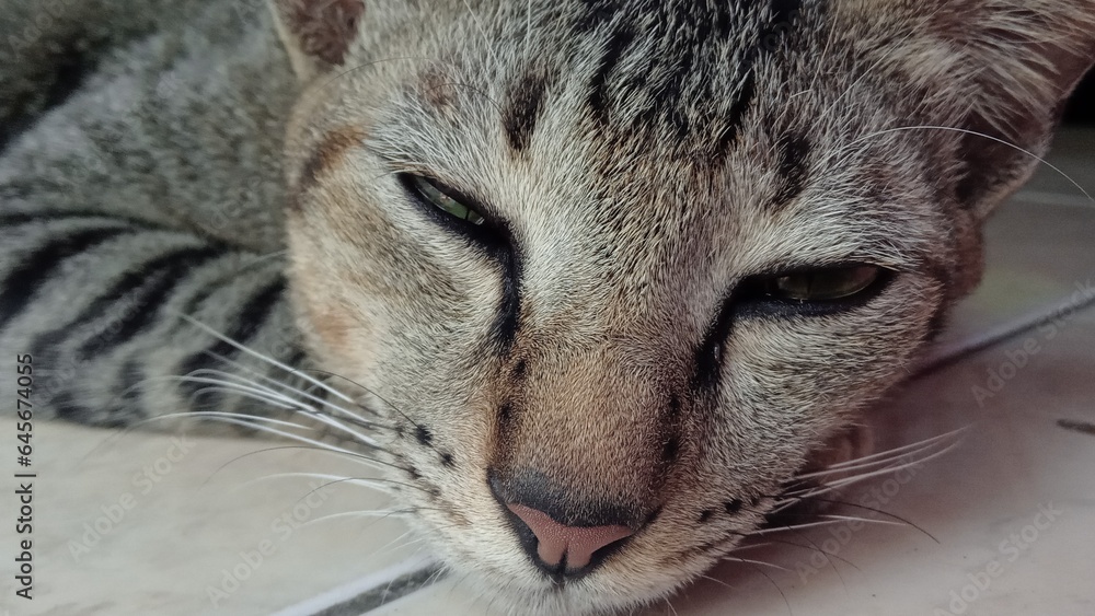 Cat activities , lazy cat Cat activities , lazy cat