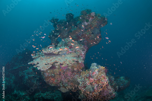 A coral reef with colourful fish around