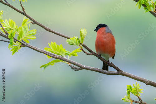 Cuadro en lienzo Eurasian bullfinch, Pyrrhula pyrrhula