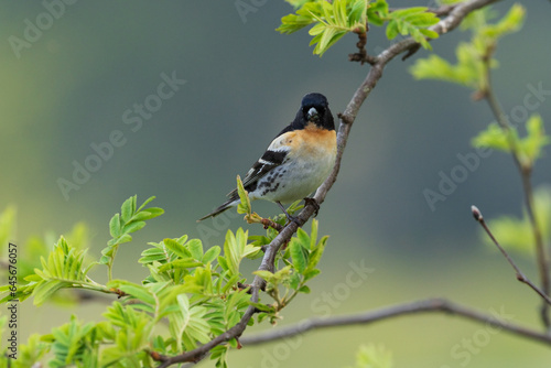 Brambling (Fringilla montifringilla) © Johannes Jensås