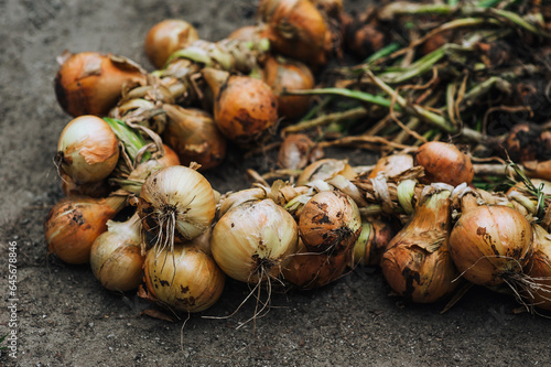 A bunch of braided fresh onions lies on the ground in the garden. Close-up food photography, nature.
