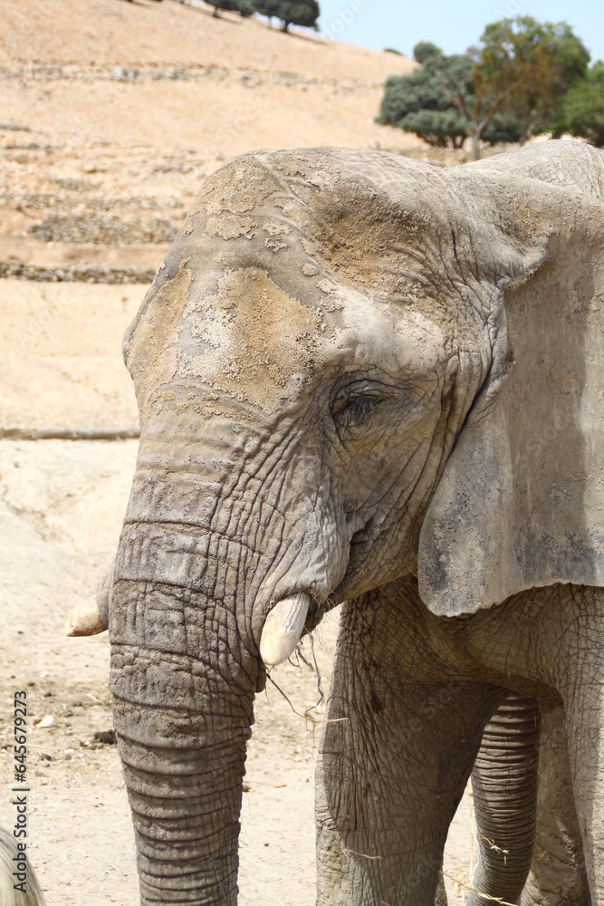 Naklejka premium Elefante africano