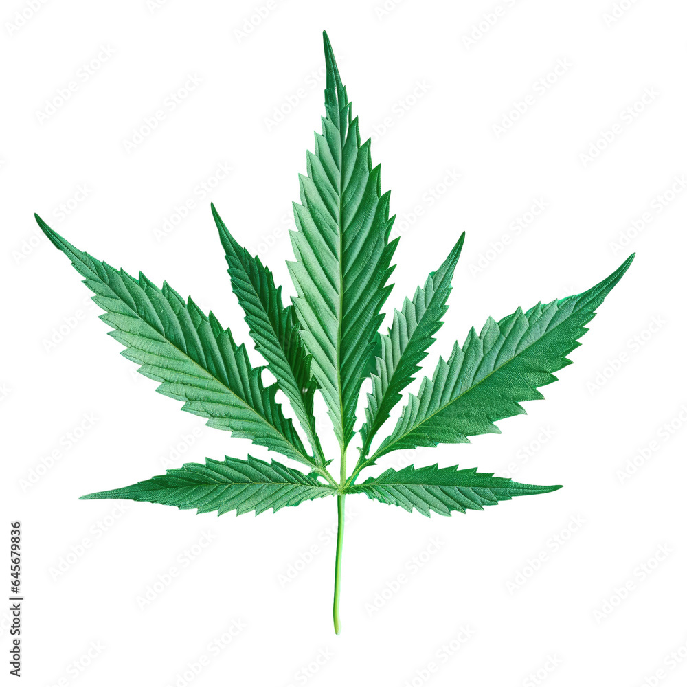 Isolated green hemp leaf on mint background representing medical marijuana transparent background Isolated green hemp leaf on mint background representing medical marijuana transparent background