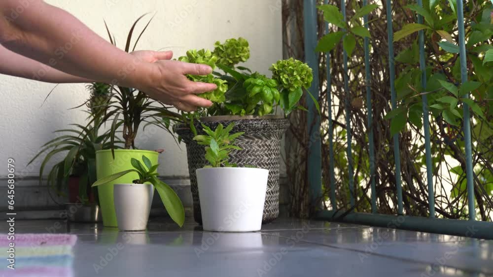 Caring for plants in flowerpot on balcony Caring for plants in flowerpot on balcony