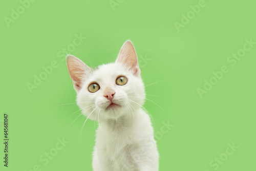 Cute kitten cat tiltilng head side looking up. Isolated on green background