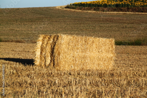 Alpaca photo