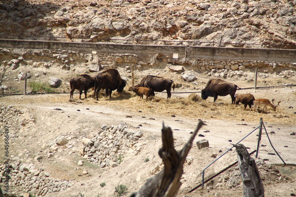 Fototapeta premium Bisonte 