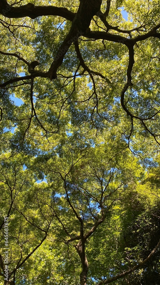 Obraz premium trees in autumn